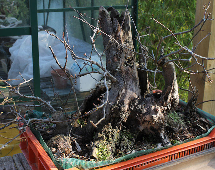 Crab Apple Bonsai Carving and Styling